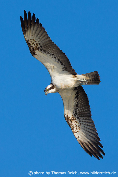Osprey flight image from below