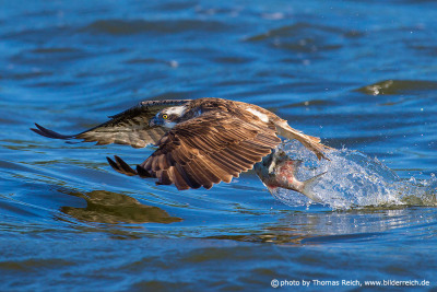 Fischadler schwebt mit Fisch