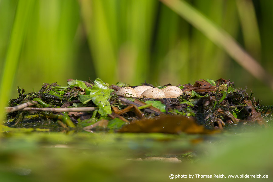 Great Crested Grebe eggs