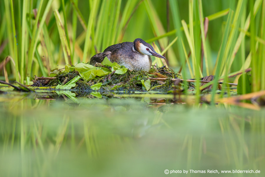 Great Crested Grebe nest in reeds