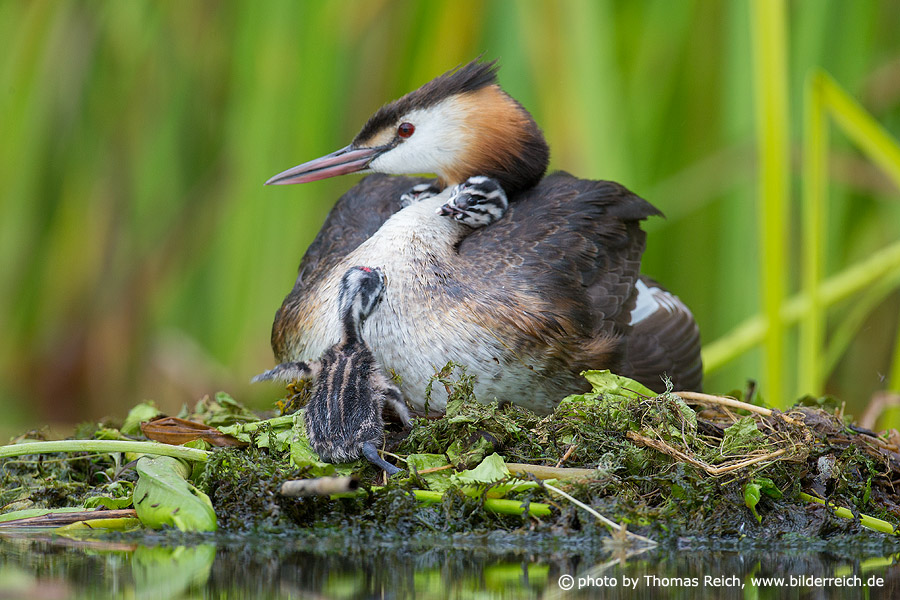 Great Crested Grebe with two chicks