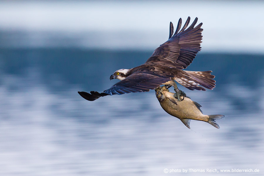 Osprey bird with prey fish