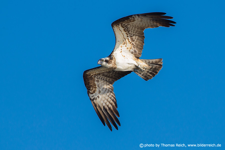 Osprey bird flying in blue sky
