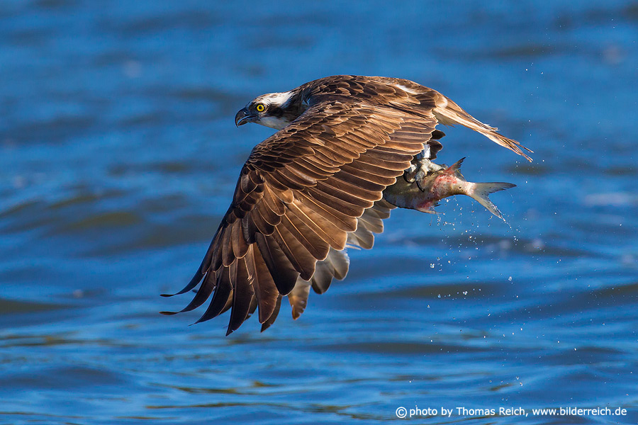 Osprey bird hunts fish