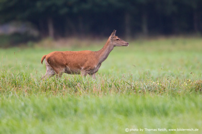 Red Deer female