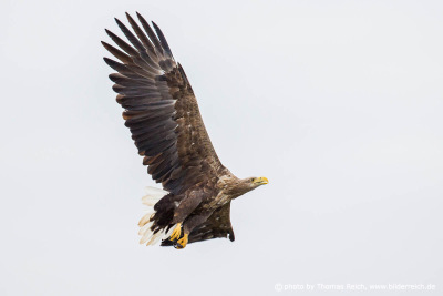 Adult white-tailed eagle in flight
