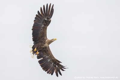 White-tailed eagle speed