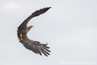Picture of flying White-tailed Eagle side view