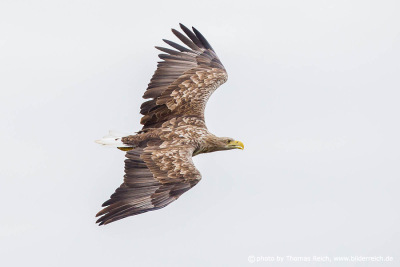 Plumage of an adult White-tailed eagle