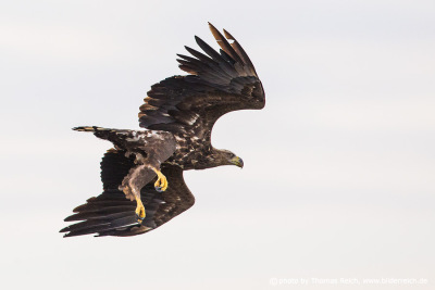Juvenile white-tailed eagle practices hunting