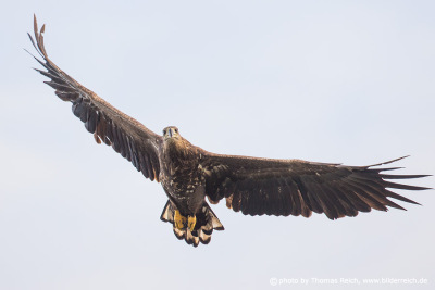 Picture of juvenile White-tailed eagle in flight