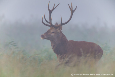 Red Deer stag stands in the fog