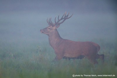 Red Deer running in the morning