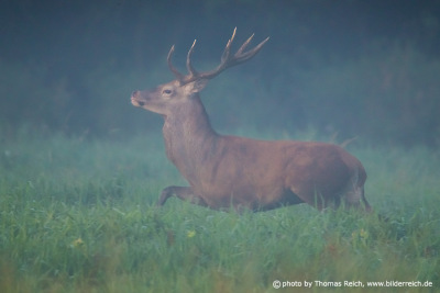 Red Deer runs on meadow