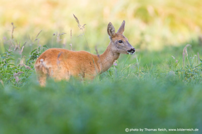 Roe Deer eating grass