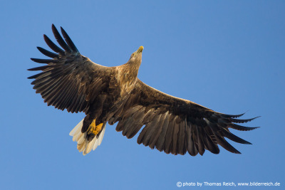 White-tailed Eagle aerial view