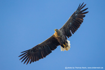 White-tailed eagle wingspan