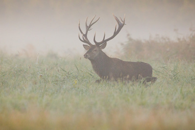 Red Deer male in the fog