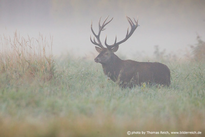 Portrait of a majestic Red Deer stag