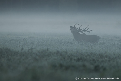 Red Deer roars in the morning fog