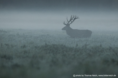 Red Deer in the mist