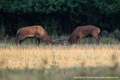 Two Big Red Stags Fighting