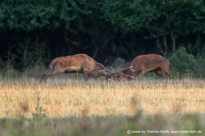 Red deer stags fight in Germany