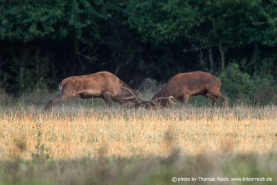 Red Deer fight during the rut