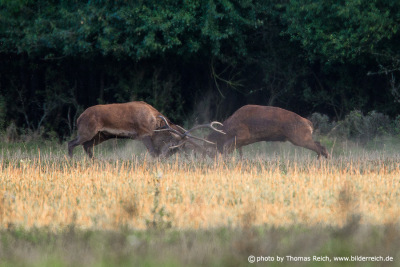 Red Deer Stags Fight
