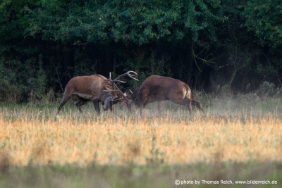 Stags fighting in autumn