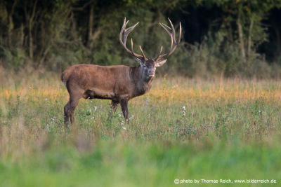 Common red deer stag with 12 ends
