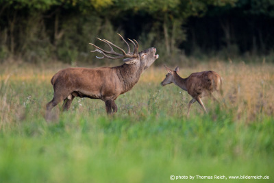 Red deer male and female