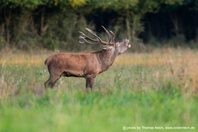 Red Deer roaring in mating season