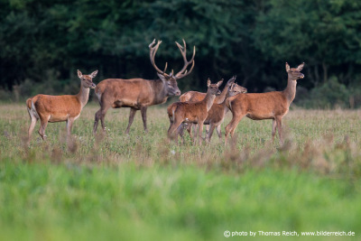 Red Deer pack size