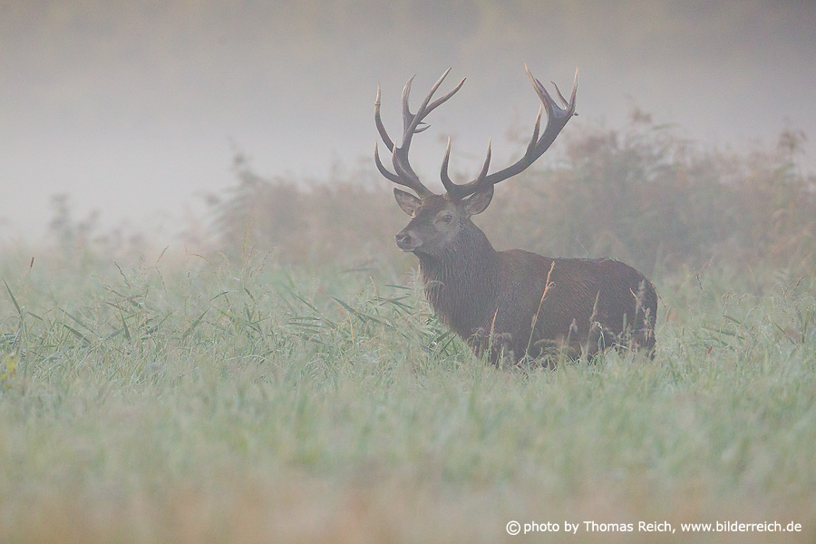 Adult Red Deer Stag in the mist
