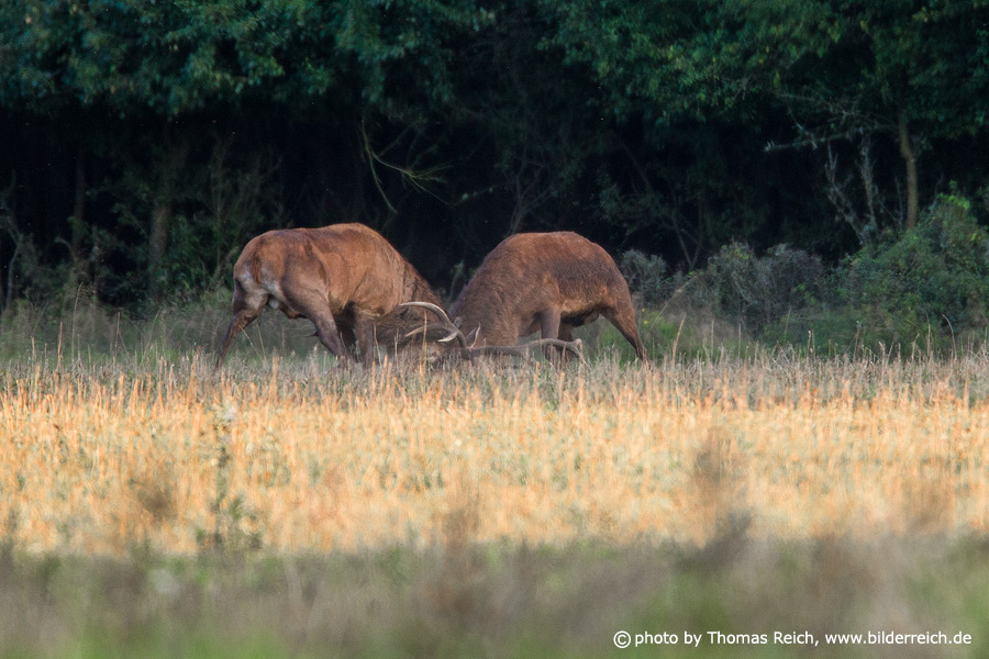 Male red deers fight