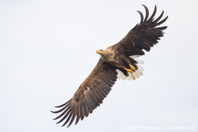 White-tailed eagle spies for prey