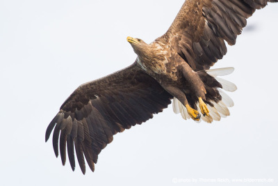 White-tailed eagle from below