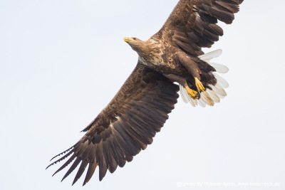 White-tailed eagle gliding
