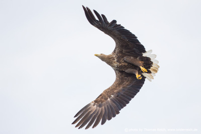 White-tailed eagle flapping with wings