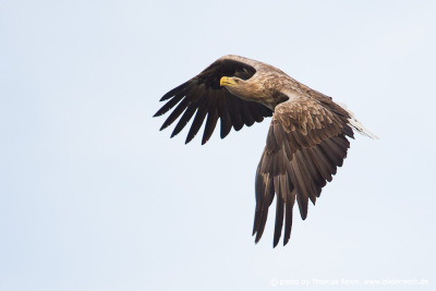 White-tailed eagle in flight picture