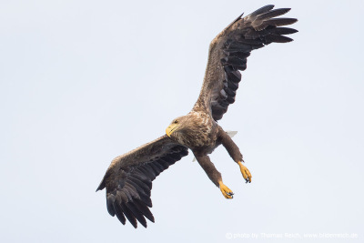 White-tailed Eagle strong legs
