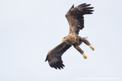 Flying swoop White-tailed eagle