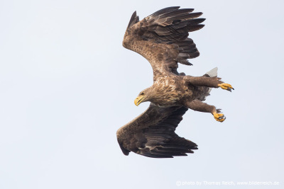 White-tailed eagle attacking