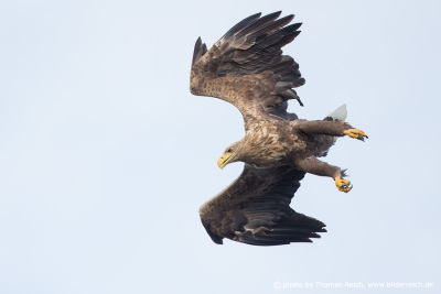 White-tailed Eagle hunting