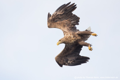 Hunting behavior of white-tailed eagles