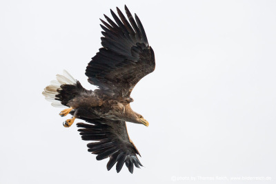 Adult White-tailed eagle swooping