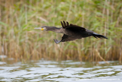 Great Cormorant in flight over lake