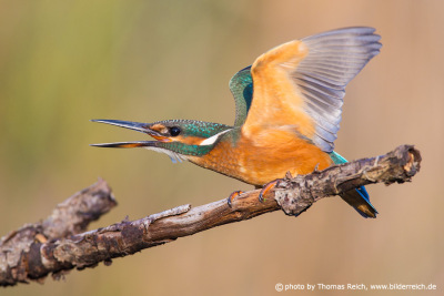 Common Kingfisher threatening behavior call