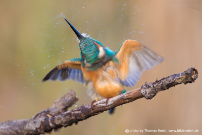Common kingfisher shaking feathers